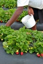 Strawberry picker -2 Royalty Free Stock Photo