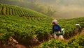 Strawberry picker Royalty Free Stock Photo