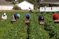 Strawberry picker workers Royalty Free Stock Photo