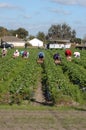 Strawberry picker workers Royalty Free Stock Photo