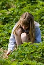 Strawberry Picking Royalty Free Stock Photo