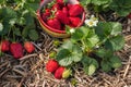 Bowl of ripe red strawberries with strawberry plant Royalty Free Stock Photo