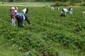 Strawberry picking in Finland - families spending a day together