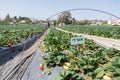 Strawberry picking at Hod ha Sharon Royalty Free Stock Photo