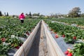 Strawberry picking at Hod ha Sharon Royalty Free Stock Photo