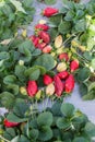Strawberry picking at Hod ha Sharon Royalty Free Stock Photo
