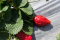 Strawberry picking at Hod ha Sharon Royalty Free Stock Photo