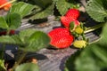 Strawberry picking at Hod ha Sharon Royalty Free Stock Photo