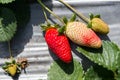 Strawberry picking at Hod ha Sharon Royalty Free Stock Photo