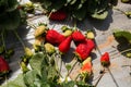 Strawberry picking at Hod ha Sharon Royalty Free Stock Photo