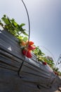 Strawberry picking at Hod ha Sharon Royalty Free Stock Photo