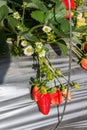Strawberry picking at Hod ha Sharon Royalty Free Stock Photo