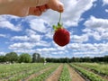 Strawberry Picking Royalty Free Stock Photo