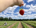 Strawberry Picking Royalty Free Stock Photo