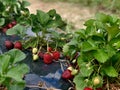 Strawberry Picking Royalty Free Stock Photo