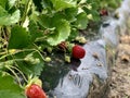 Strawberry Picking Royalty Free Stock Photo