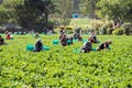 Strawberry picking