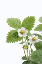 Strawberry plant