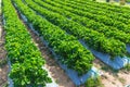 Strawberry plant agriculture industry. Royalty Free Stock Photo