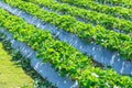 Strawberry plant agriculture industry. Royalty Free Stock Photo