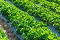 Strawberry plant agriculture industry in Asia Royalty Free Stock Photo