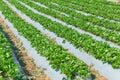 Strawberry plant agriculture industry Thailand. Royalty Free Stock Photo