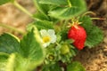 Strawberry plant with berries and blossom on background, closeup Royalty Free Stock Photo