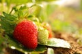 Strawberry plant with berries on background, closeup Royalty Free Stock Photo