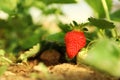 Strawberry plant with berries on background, closeup Royalty Free Stock Photo