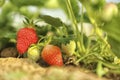 Strawberry plant with berries on background, closeup Royalty Free Stock Photo