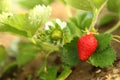 Strawberry plant with berries on blurred background, closeup Royalty Free Stock Photo