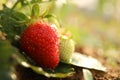 Strawberry plant with berries on blurred background, closeup Royalty Free Stock Photo