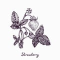 Strawberry plant with berries, flower and leaves, simple doodle drawing with inscription