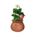 Strawberry plant with berries and flowers in a pot, isolated on white background, hand drawn watercolor illustration. Royalty Free Stock Photo