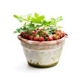 Strawberry plant with berries in pot isolated on white Royalty Free Stock Photo