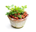 Strawberry plant with berries in pot isolated on white Royalty Free Stock Photo
