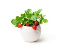 Strawberry plant with berries in small pot isolated on white Royalty Free Stock Photo