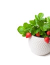 Strawberry plant with berries in small pot isolated on white Royalty Free Stock Photo