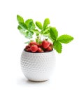 Strawberry plant with berries in small pot isolated on white Royalty Free Stock Photo