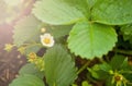 Strawberry plant blooms in the garden. Blooming strawberries. Garden strawberries growing in the garden. Strawberry bushes in the Royalty Free Stock Photo