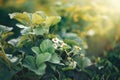 Strawberry plant blooms in the garden. Blooming strawberries. Garden strawberries growing in the garden. Strawberry flowers on