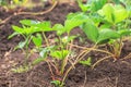 Strawberry plant blossoming Royalty Free Stock Photo