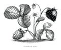 Strawberry plant botanical vintage illustration Royalty Free Stock Photo