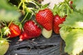 Strawberry plant. Strawberry bush. Strawberries in growth at garden. Ripe berries and foliage. Rows with strawberry plants. Fruit