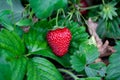 The strawberry on ground under green leaves