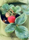 Strawberry plant close up portrait Royalty Free Stock Photo