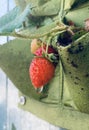 Strawberry plant close up portrait Royalty Free Stock Photo