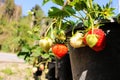 Strawberry plant. Close up strawberry plant in farm. Strawberries are filled with biotin has anti-aging properties.