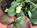 Strawberry plant close up with unripened berries Royalty Free Stock Photo