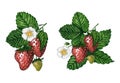 Strawberry plant compositions with berries, leaves and flowers isolated on white background, hand painted watercolor illustration Royalty Free Stock Photo